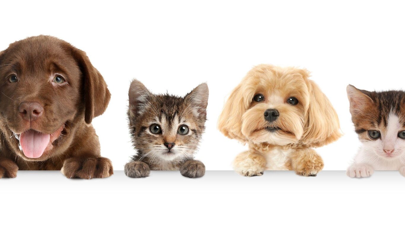 Belluno Photo Festival