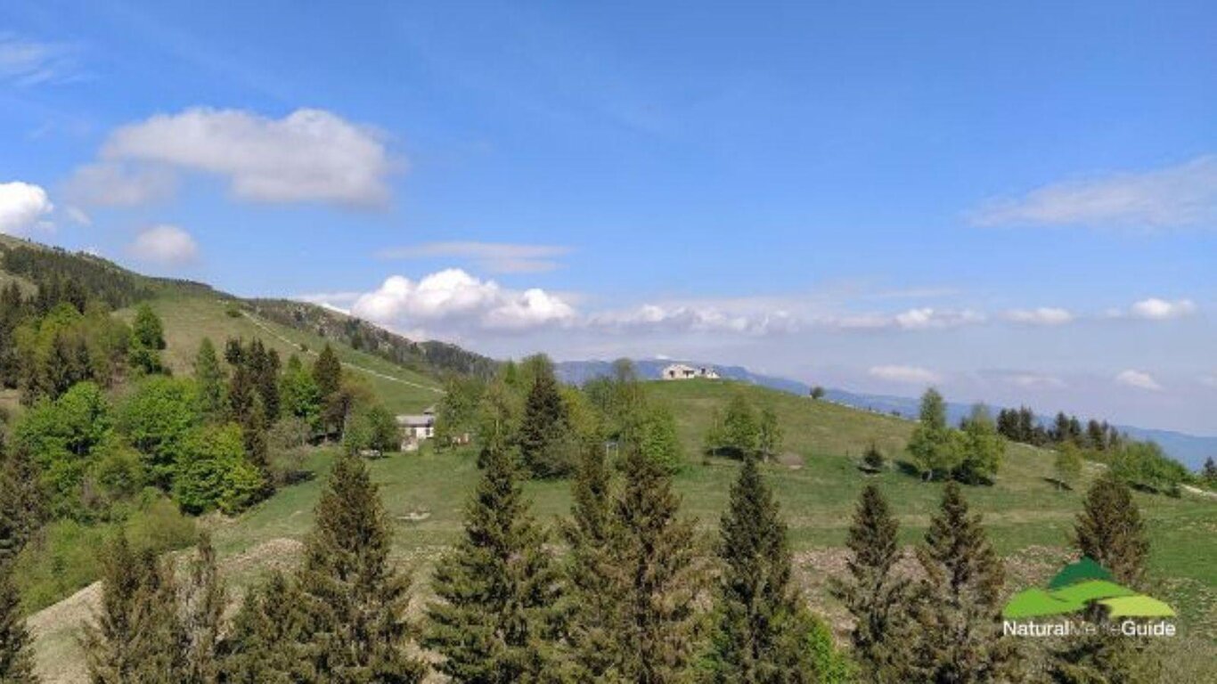 Brigata fiori selvatici