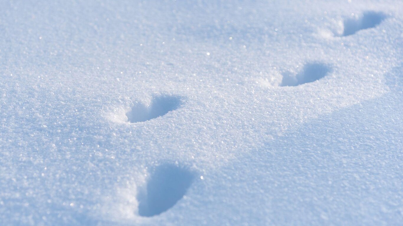 C'era una volta la neve