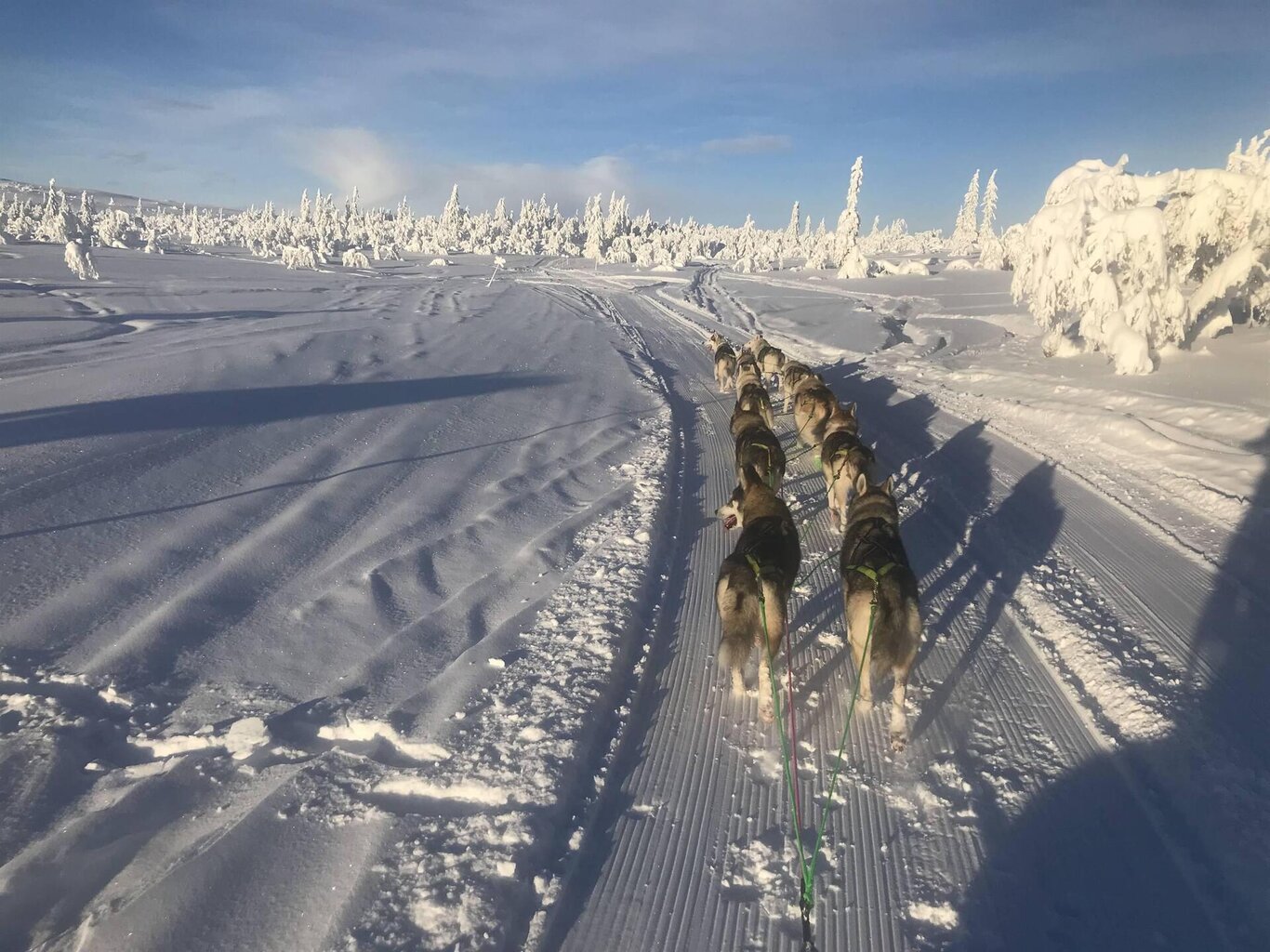 Cagnati trainato dai suoi cani attraverso il grande nord