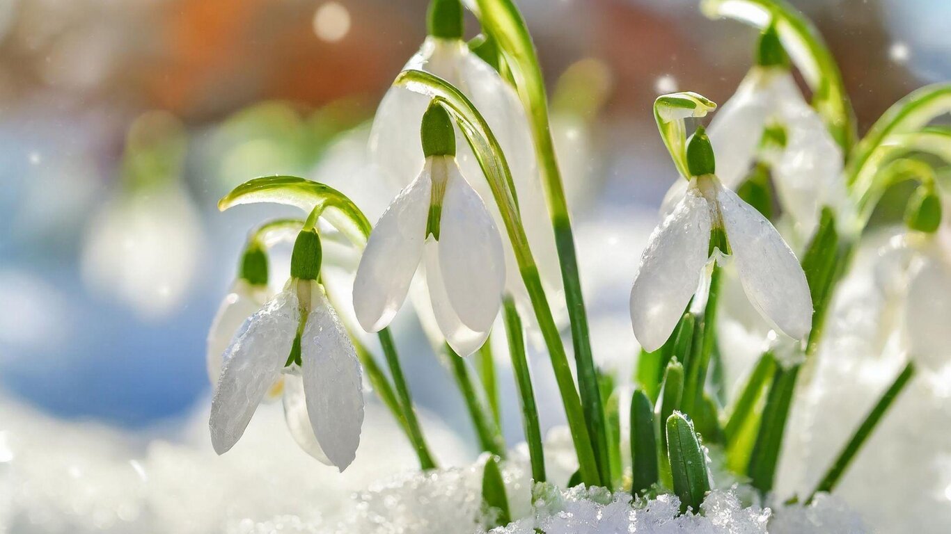 Come i bucaneve d'inverno
