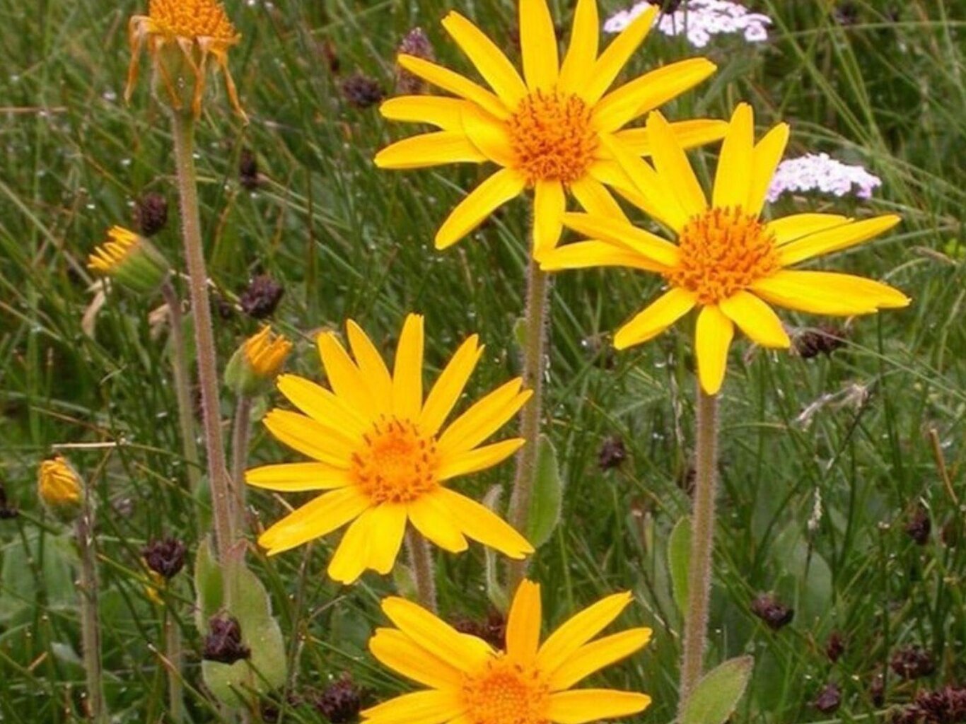 Pain? it takes a flower