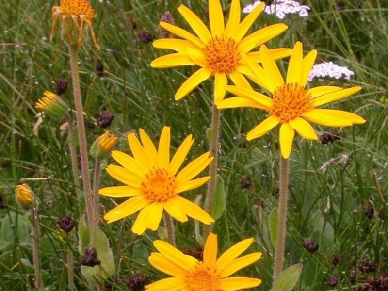 Pain? it takes a flower