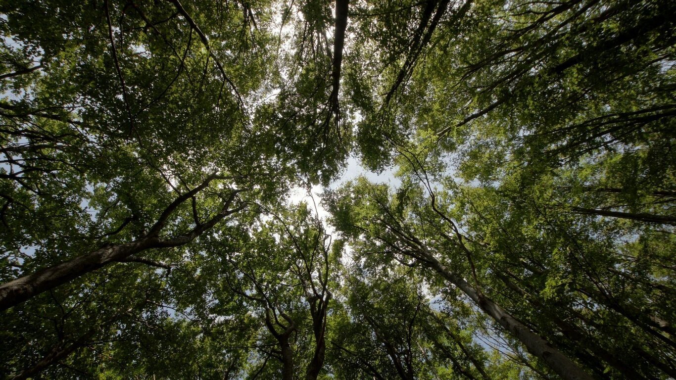 NEL BOSCO DELLA MARTORA: LA FORESTA DI CAJADA