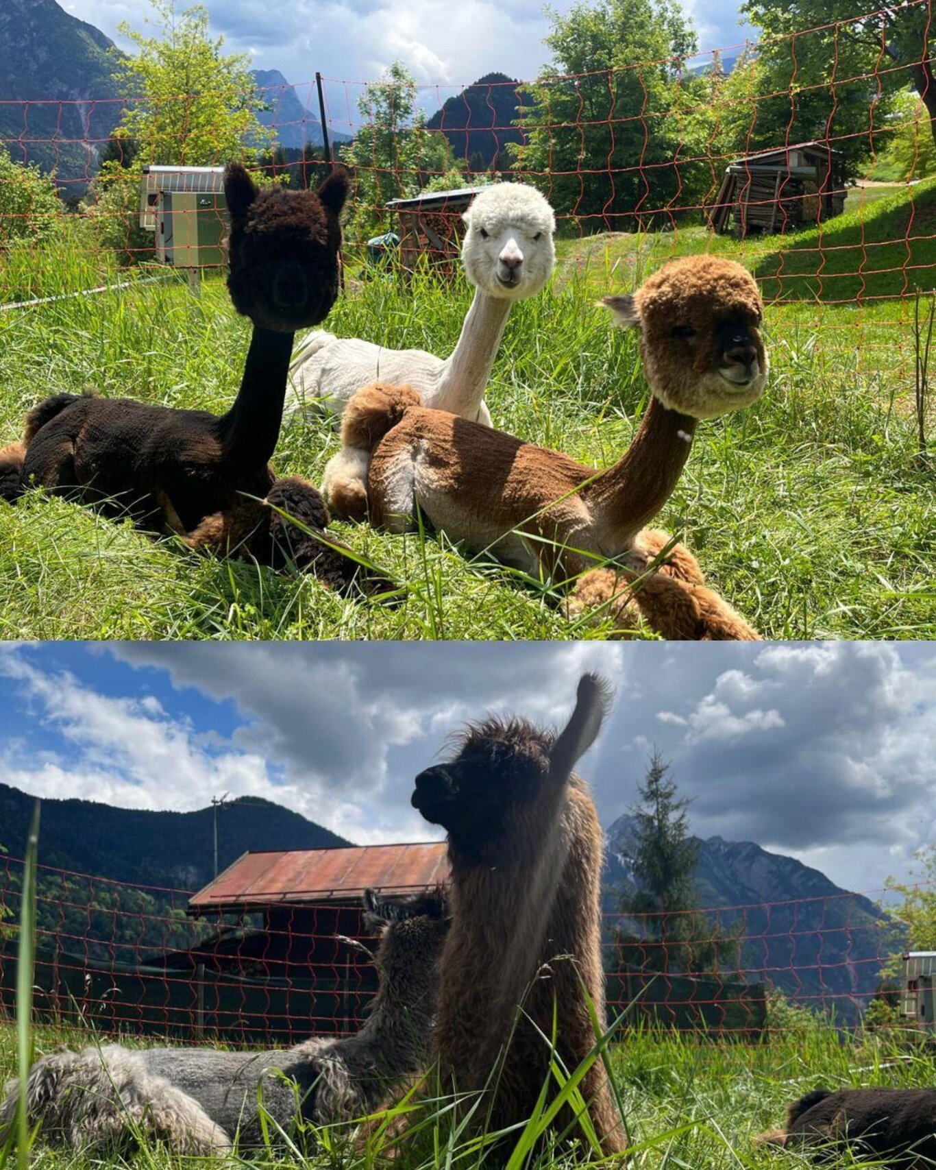 Esperienze con lama e alpaca