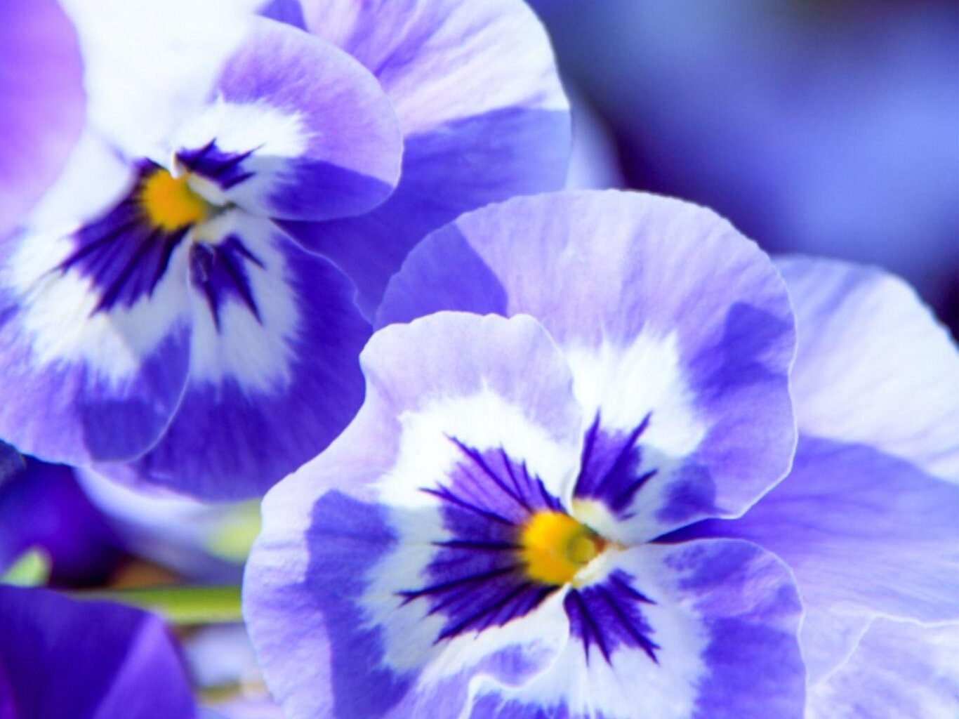 Violet Explosion: Bring Spring Home!