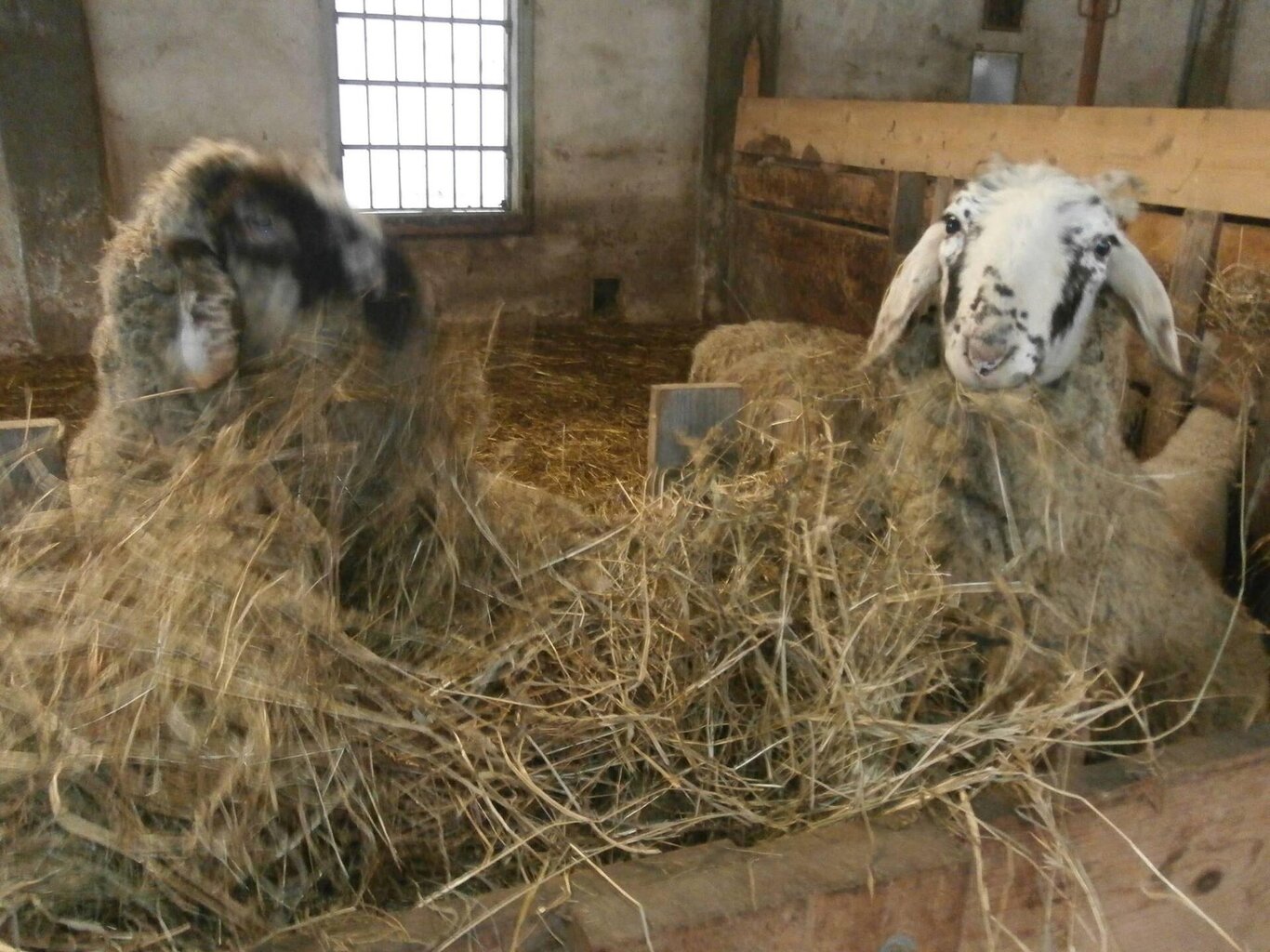 Fattoria Didattica alla Agriturismo Ai Lares