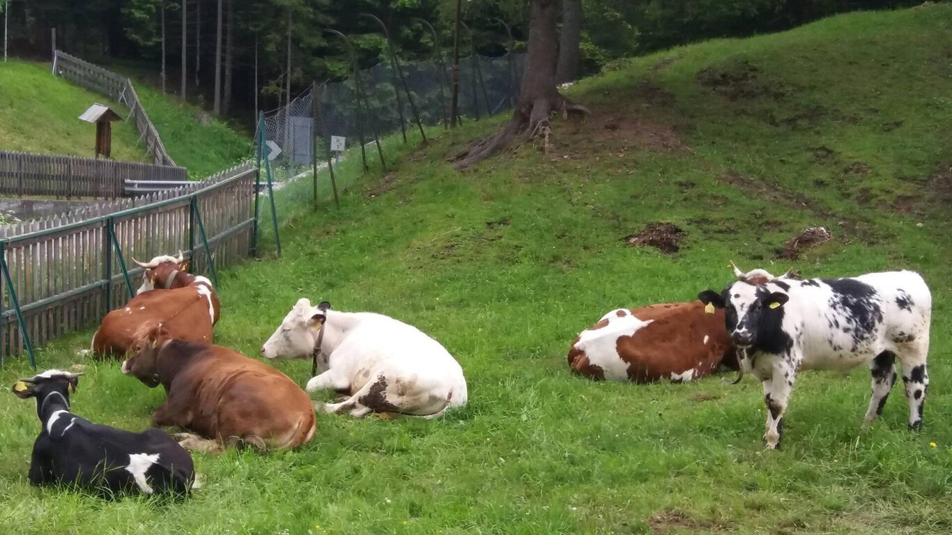 Fattoria Didattica alla Agriturismo Ai Lares