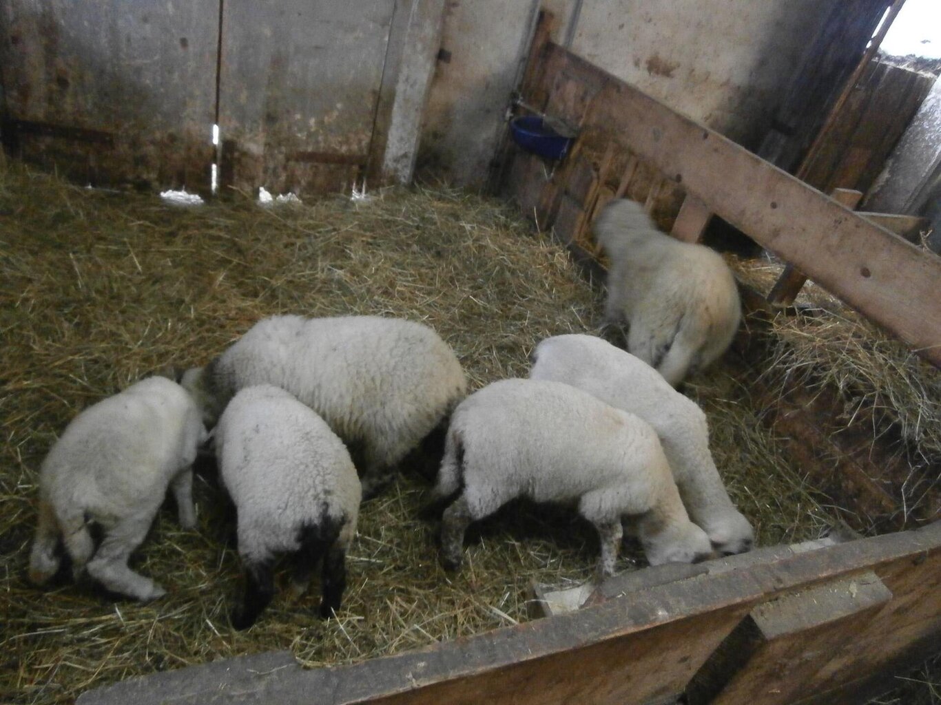 Fattoria Didattica alla Agriturismo Ai Lares