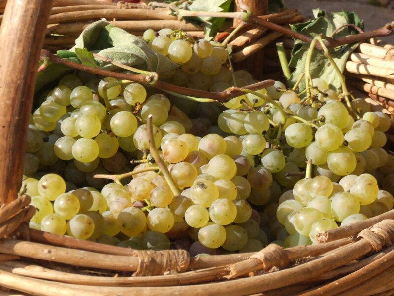 Cesto con uva qualità bianca