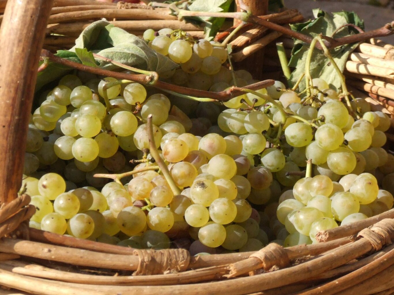 Festa dell'uva