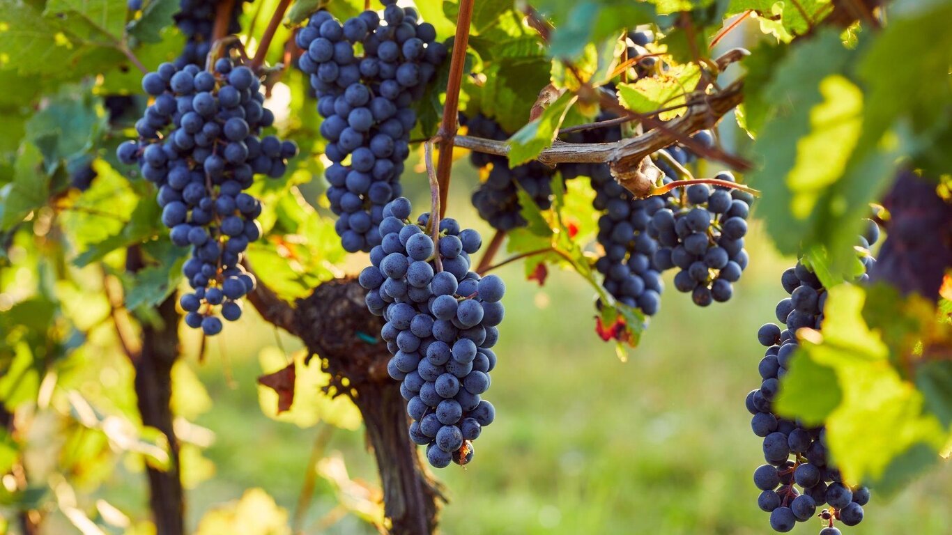 Festa dell'uva: Vini al parco