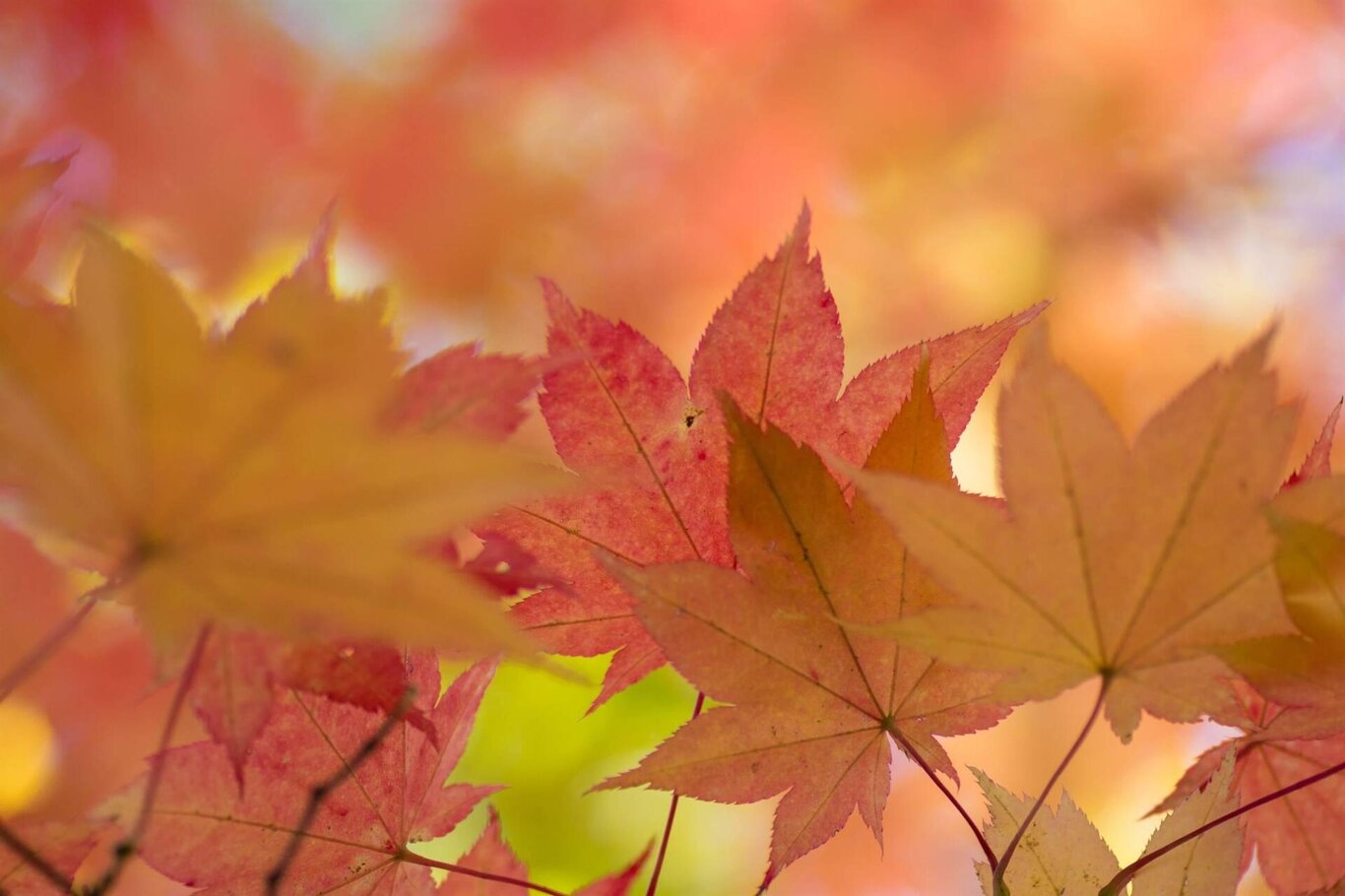 IMMAGINE di una foglia autunnale