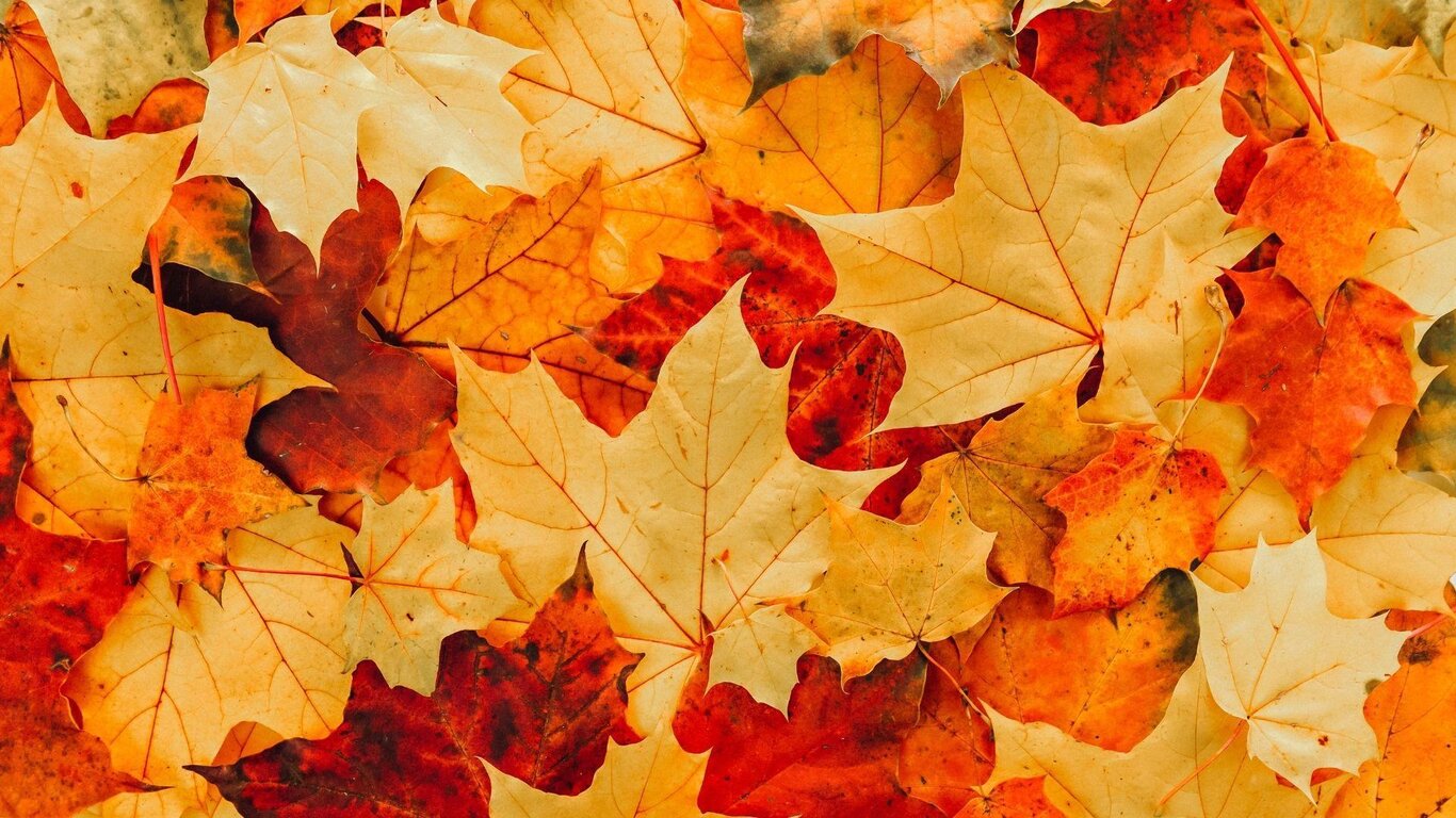Foglie d'autunno tra Levego e Modolo