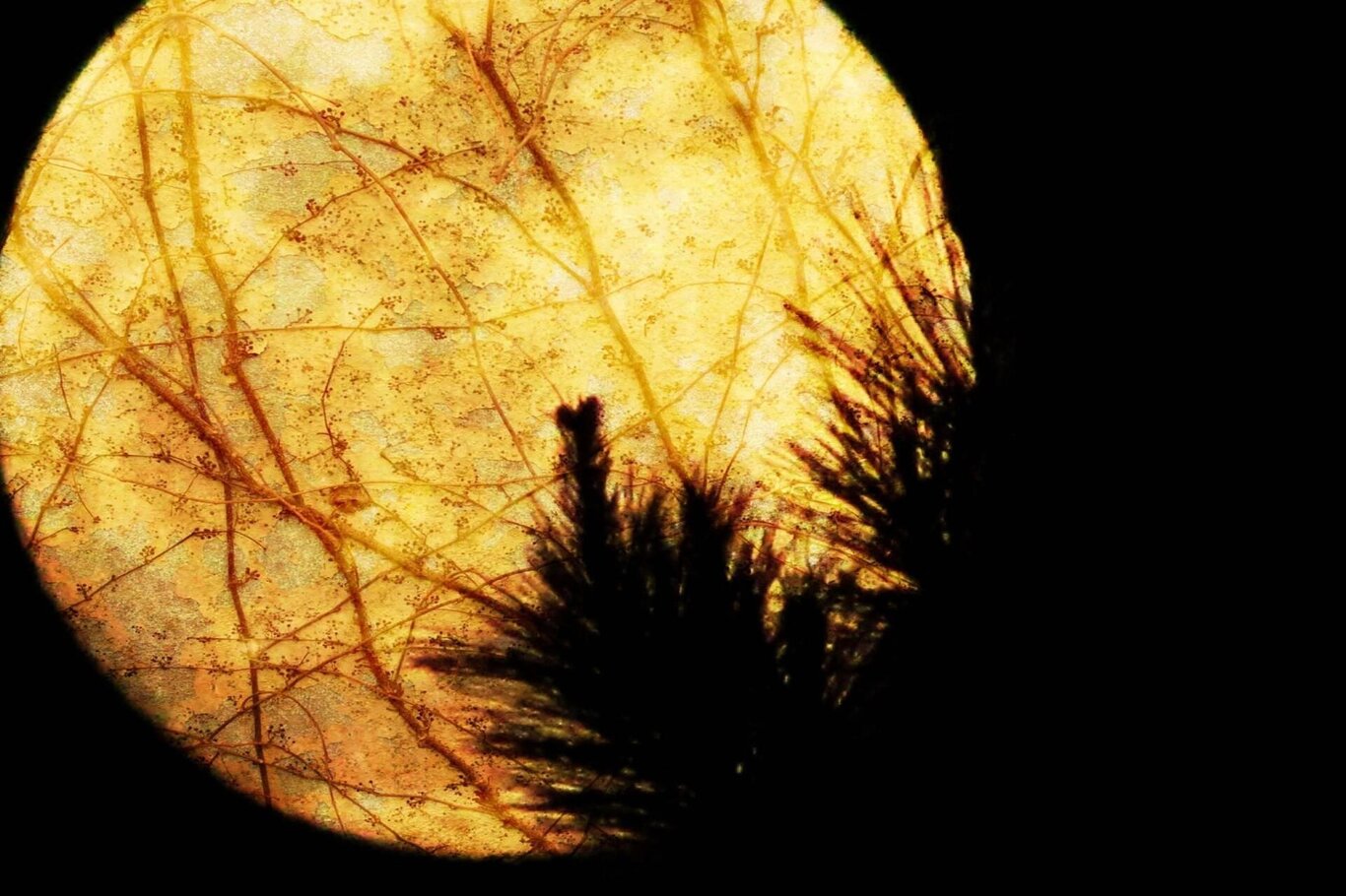 Full Moon Walk 2026