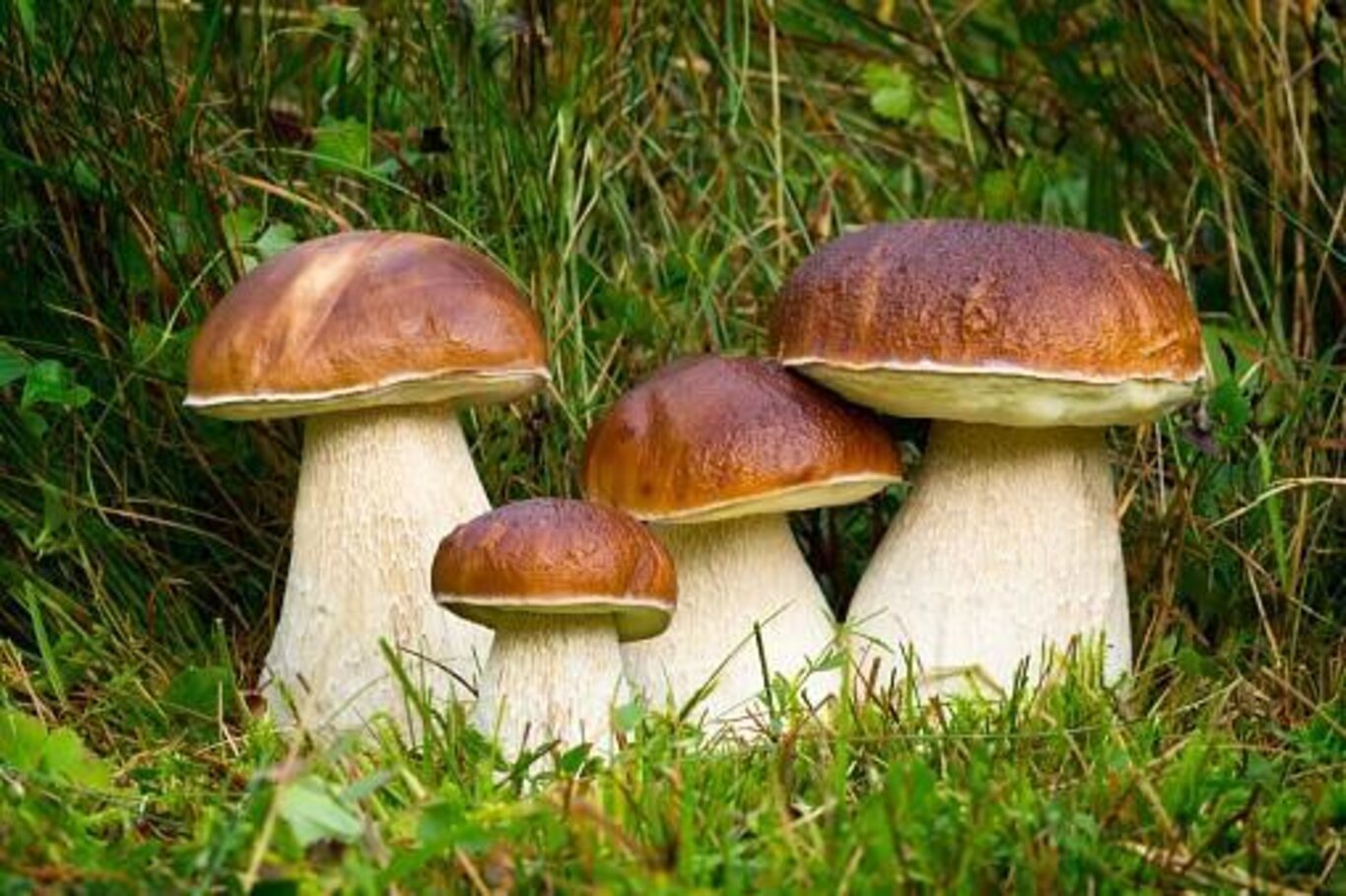 Funghi in regola