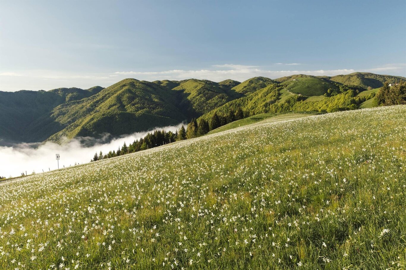 Giornate dei Narcisi