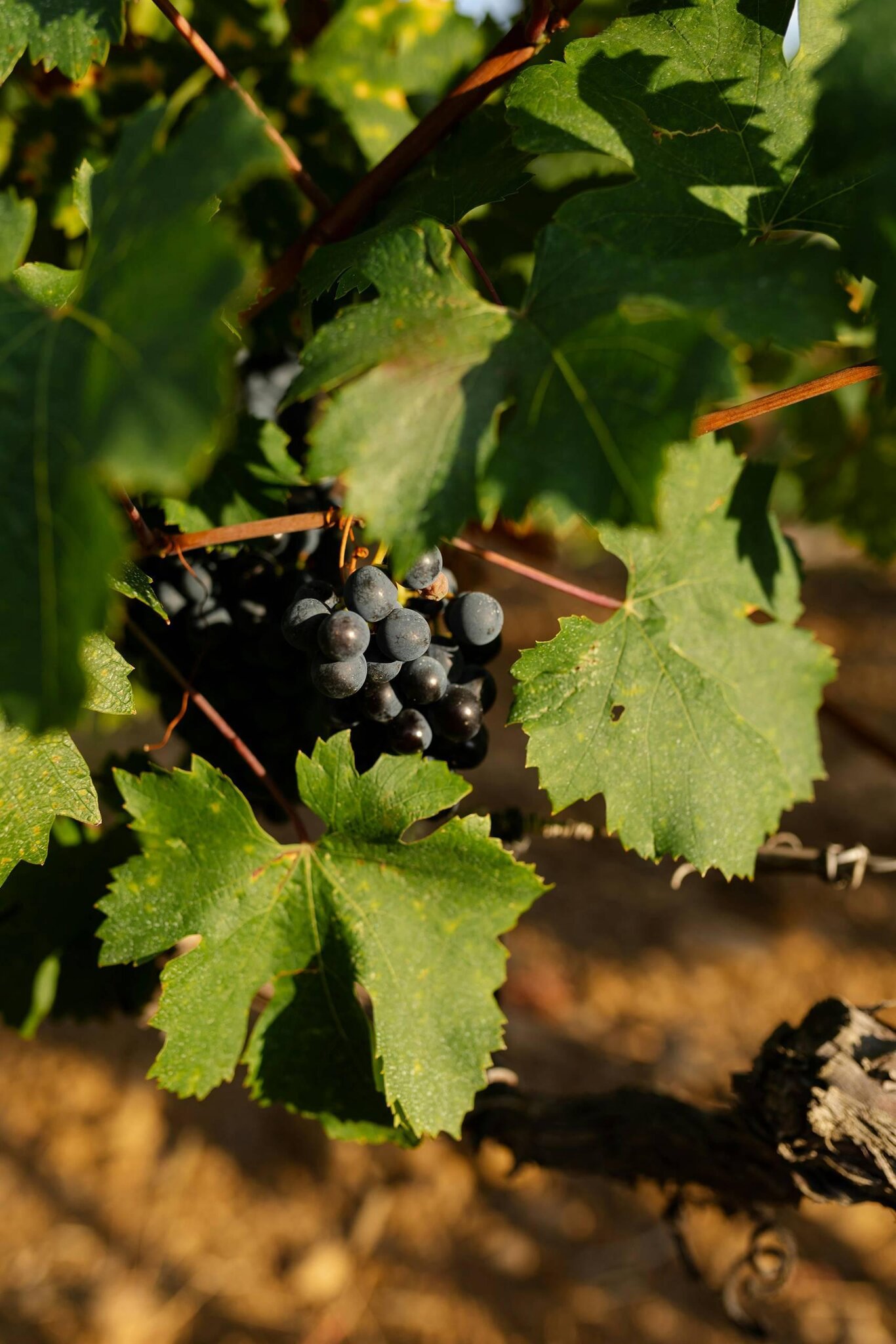 Giro delle vigne a Codenzano
