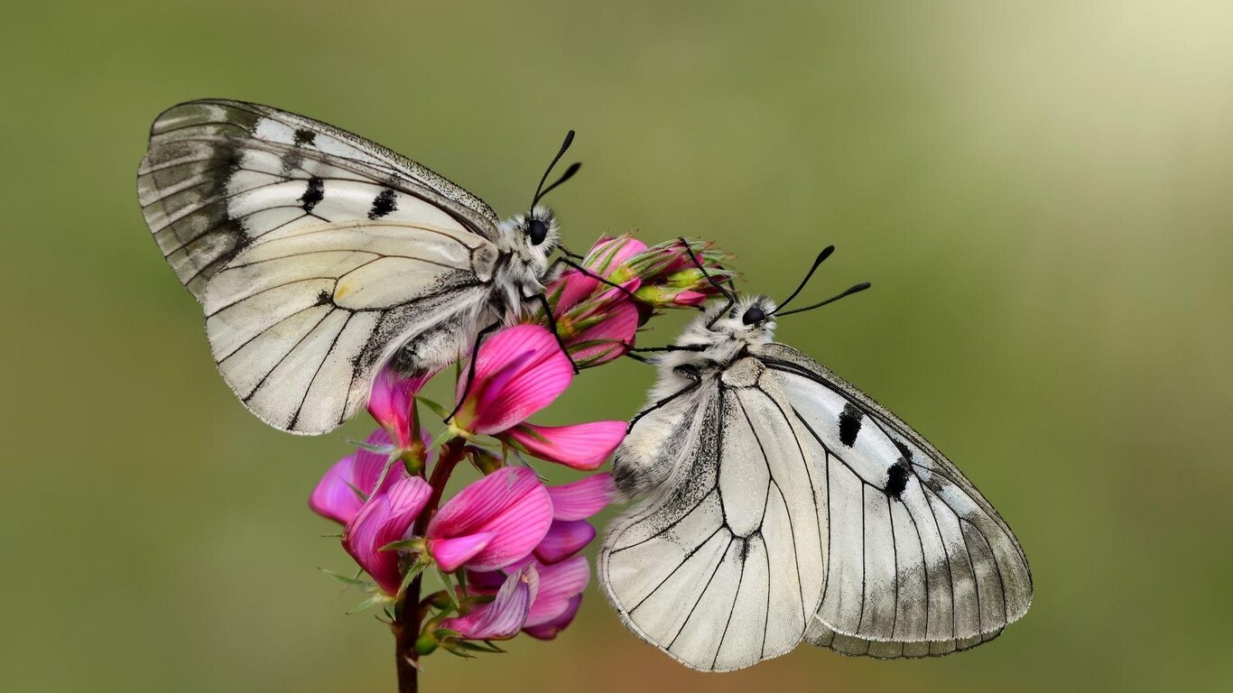 Biodiversità