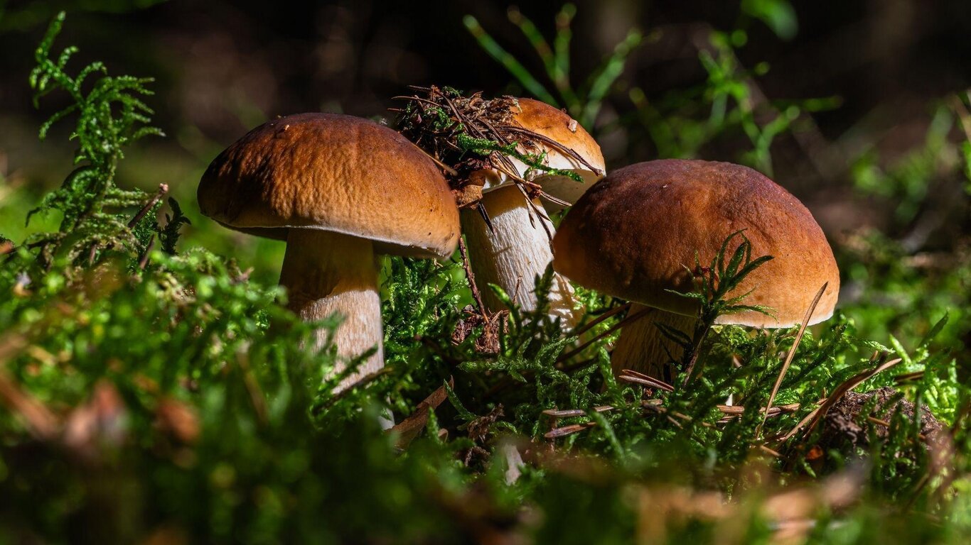 funghi