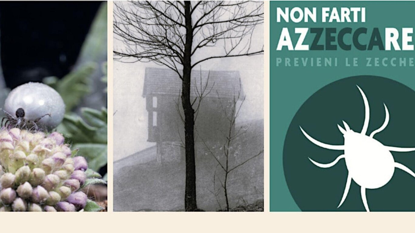 Il mondo di una zecca