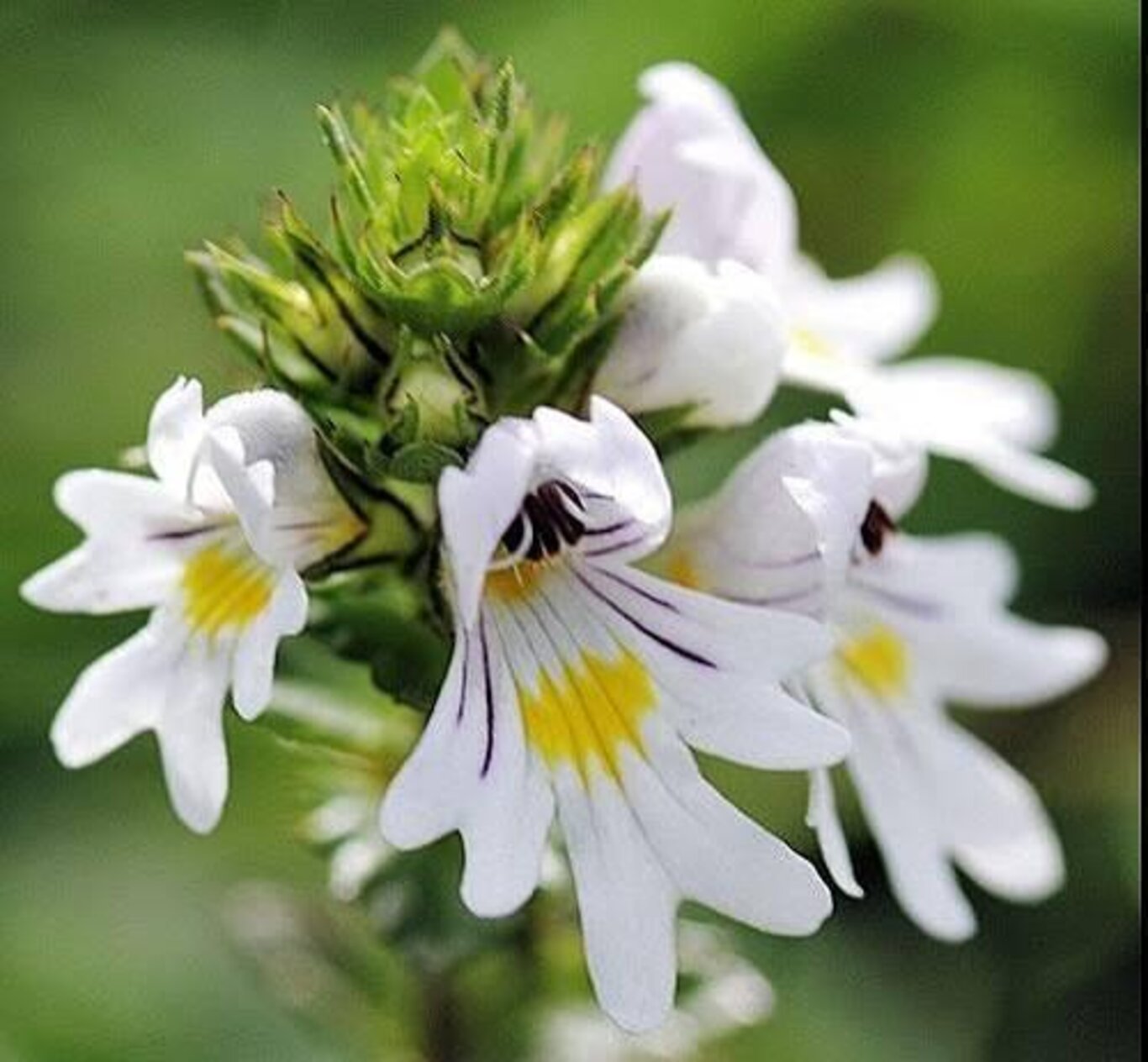 Il ruolo delle piante officinali delle nostre zone nei tempi moderni