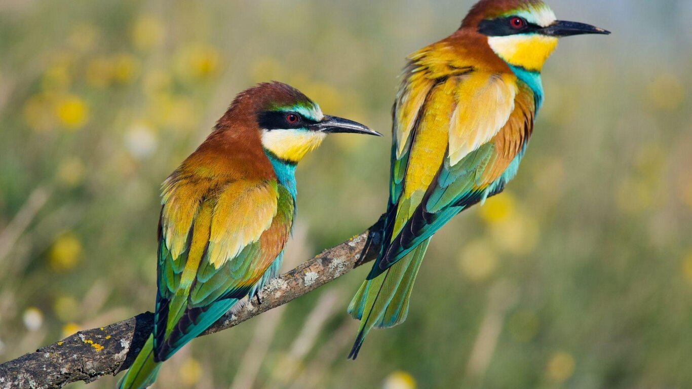 L'importanza delle siepi per la biodiversità