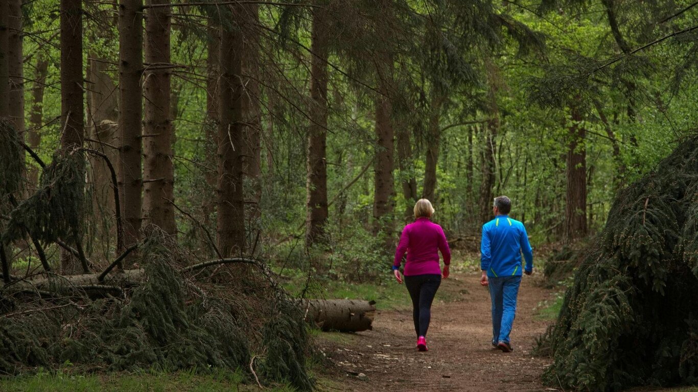 La  biodiversità della flora alpina nel parco in Val di Zoldo