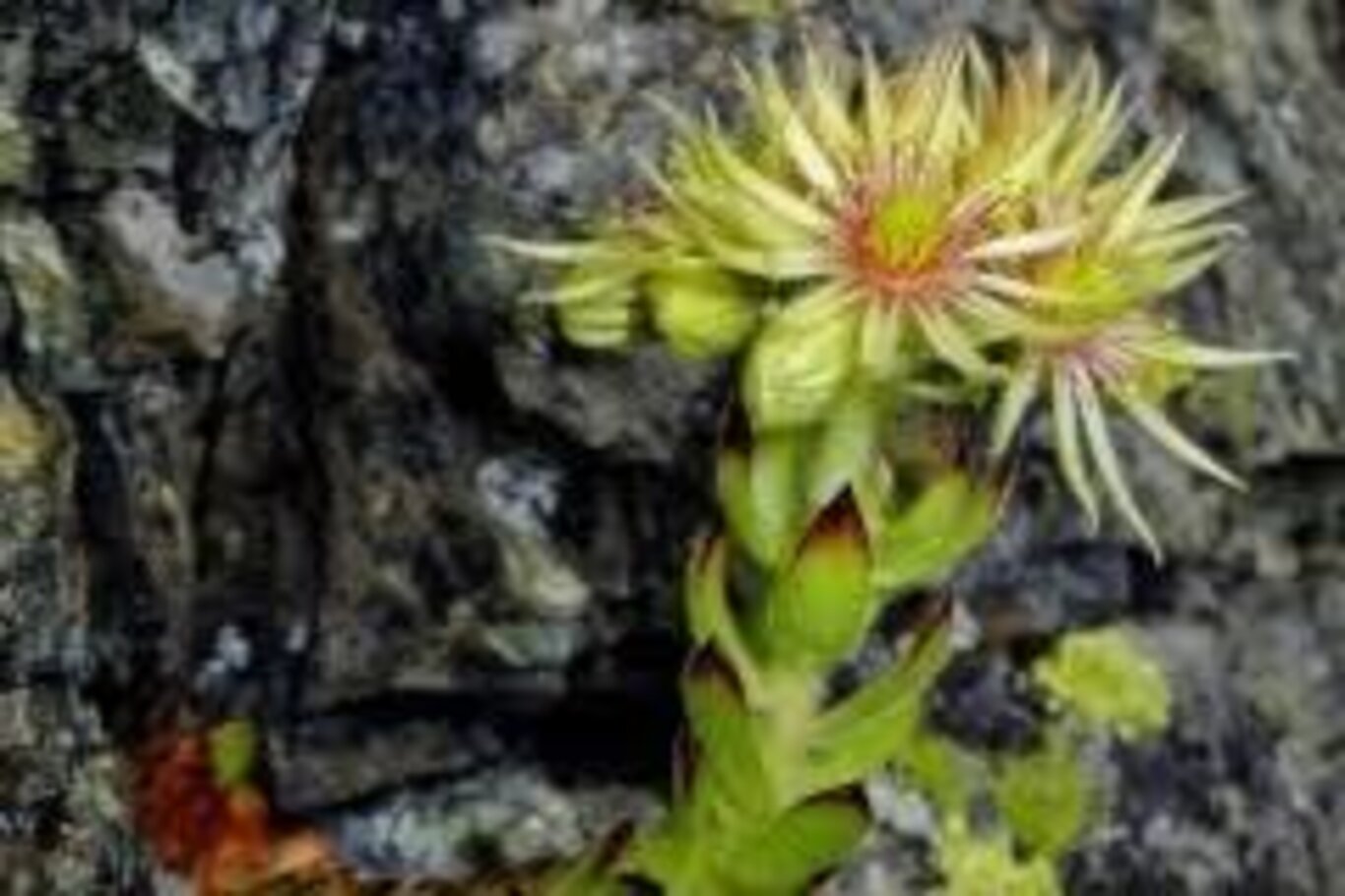 La cultura dietro l'angolo - botanica ambientale e applicata