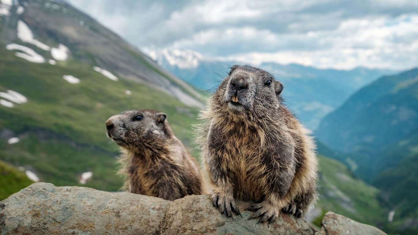 La nascosta Val Vissada, regno di marmotte con Axel