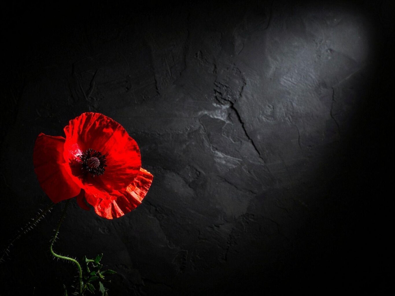 Giornata della memoria