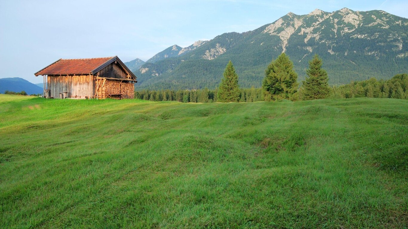 Le piante indicatrici: falciare i prati magri a tutela della biodiversità