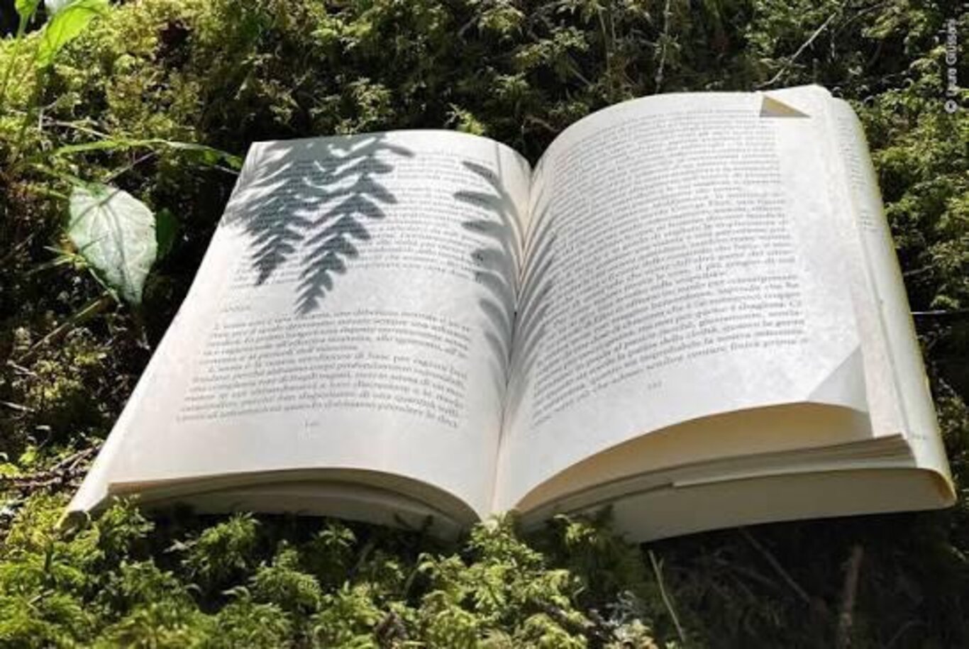 Lettura nel bosco