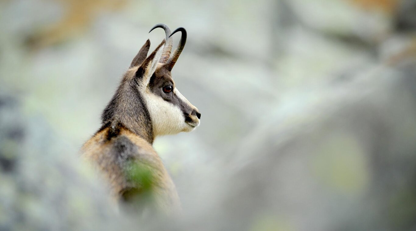 Mostra fauna alpina e palustre