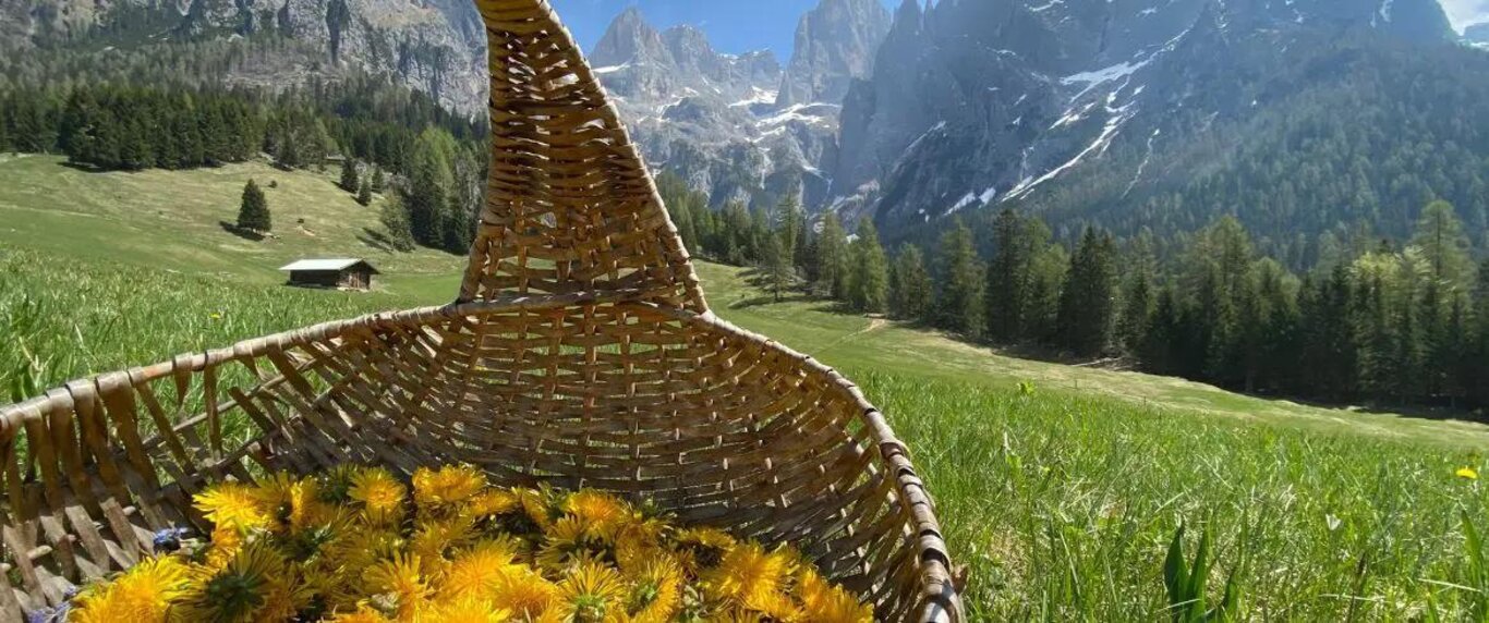 Natura, fiori ed erbe aromatiche