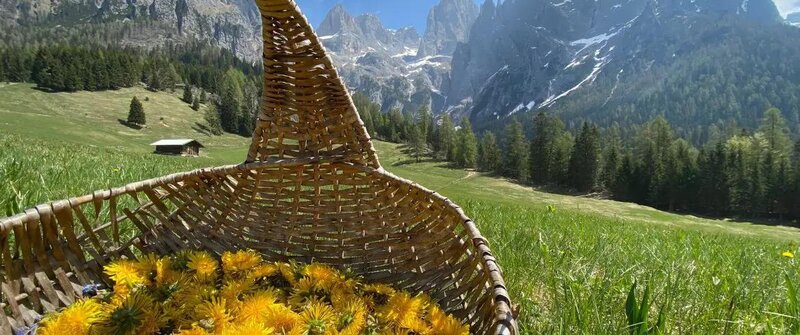 Natura, fiori ed erbe aromatiche