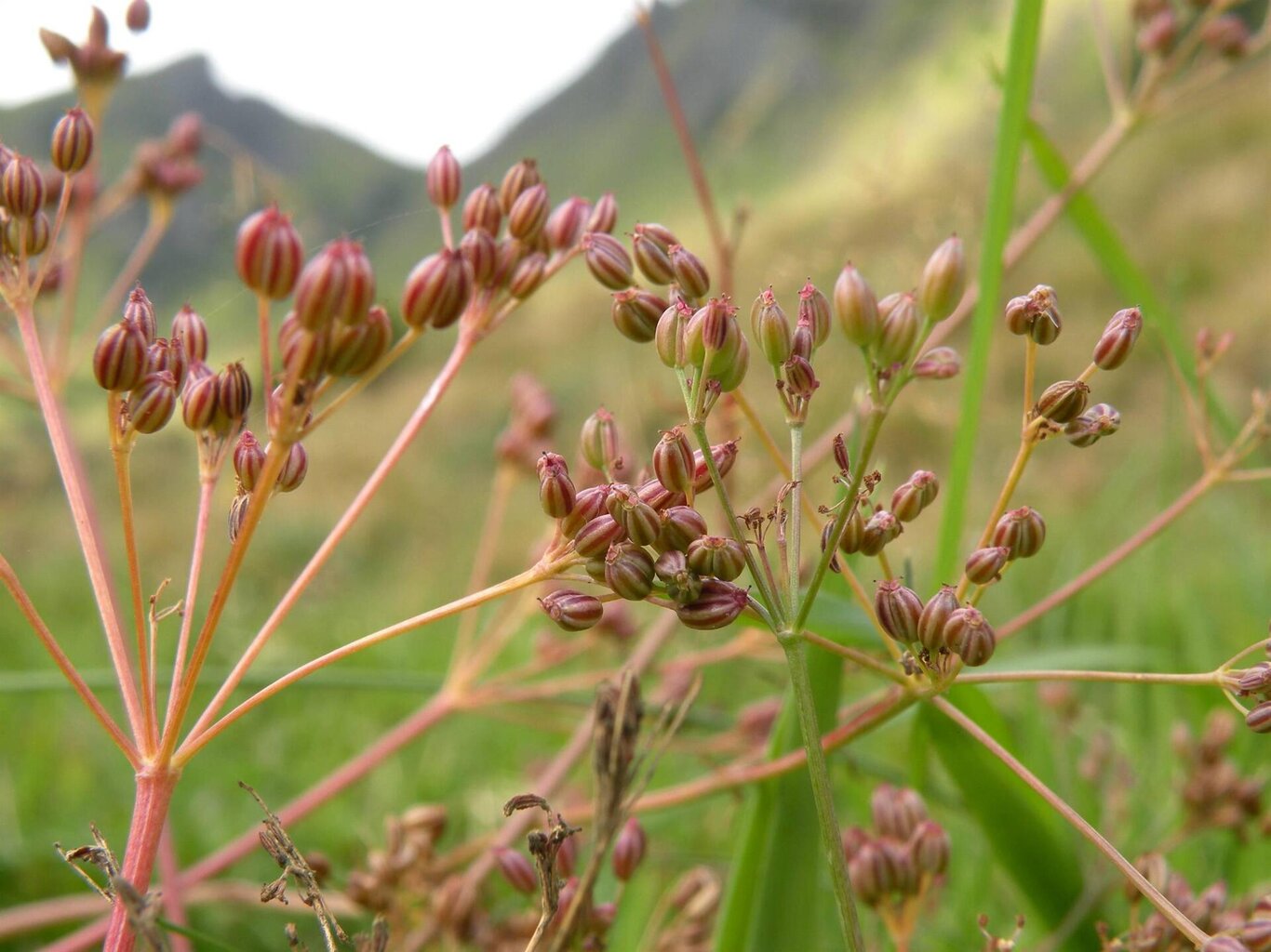 Natura, fiori ed erbe spontanee