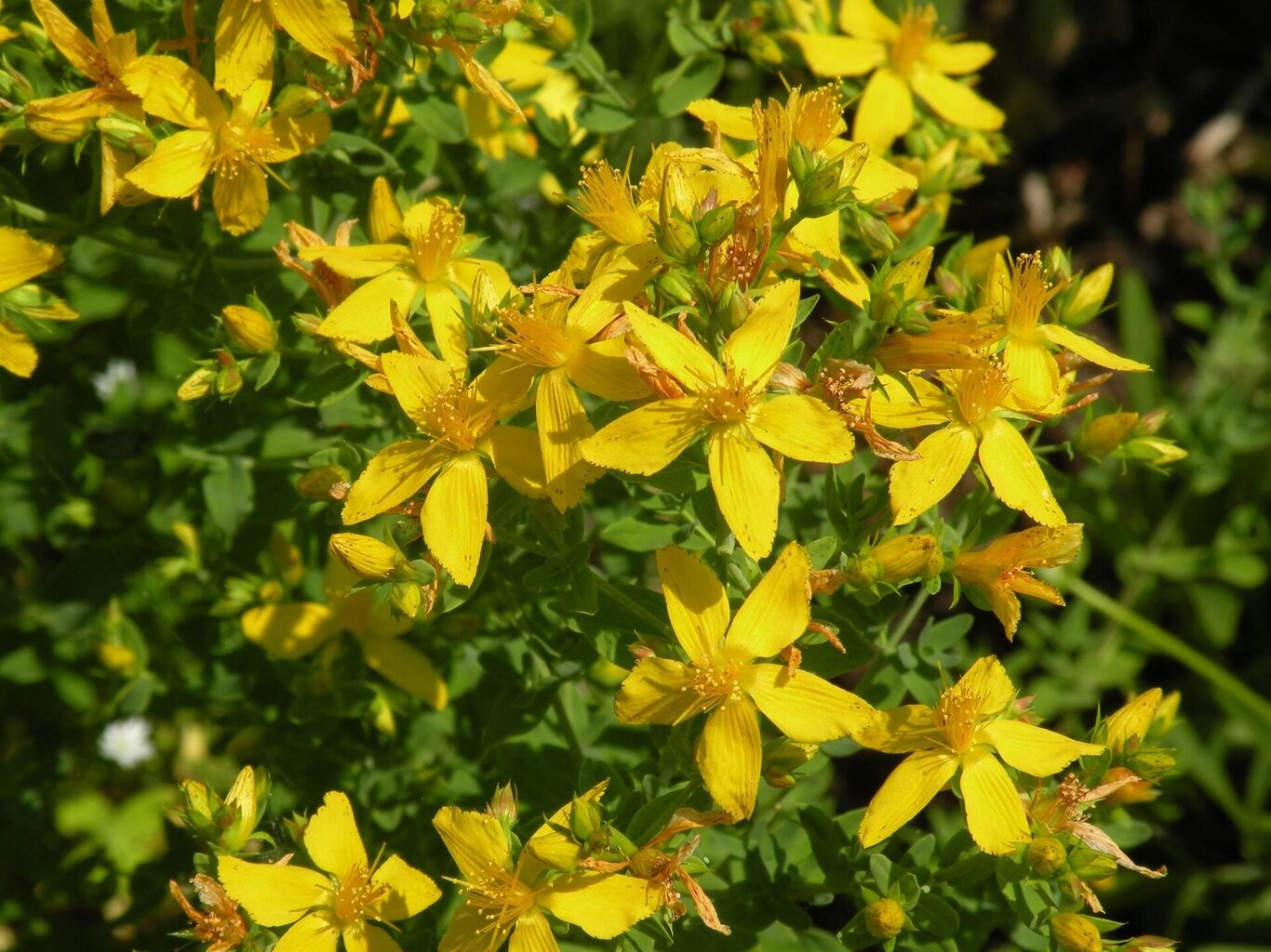 Natura, fiori ed erbe spontanee