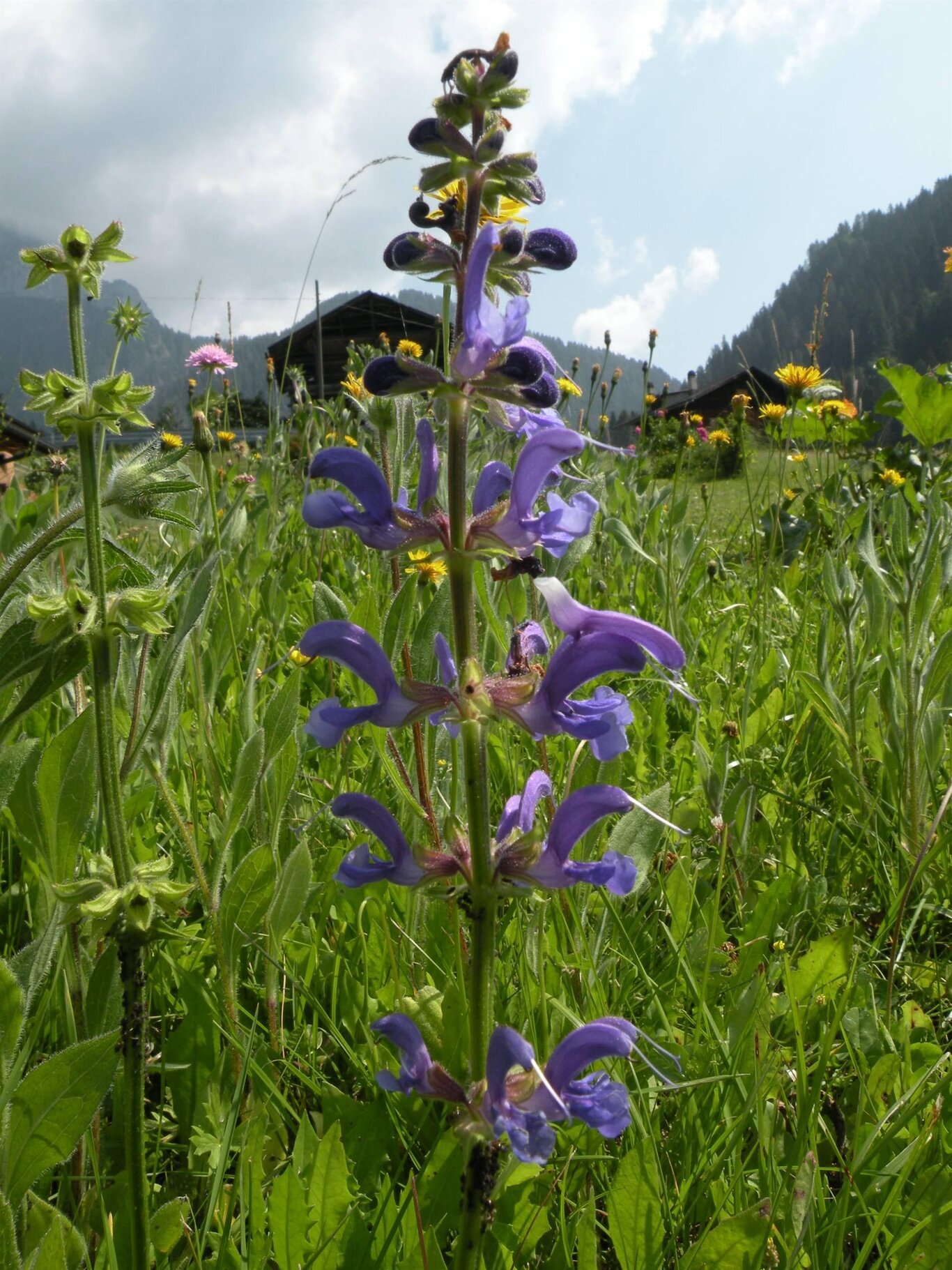 Natura, fiori ed erbe spontanee
