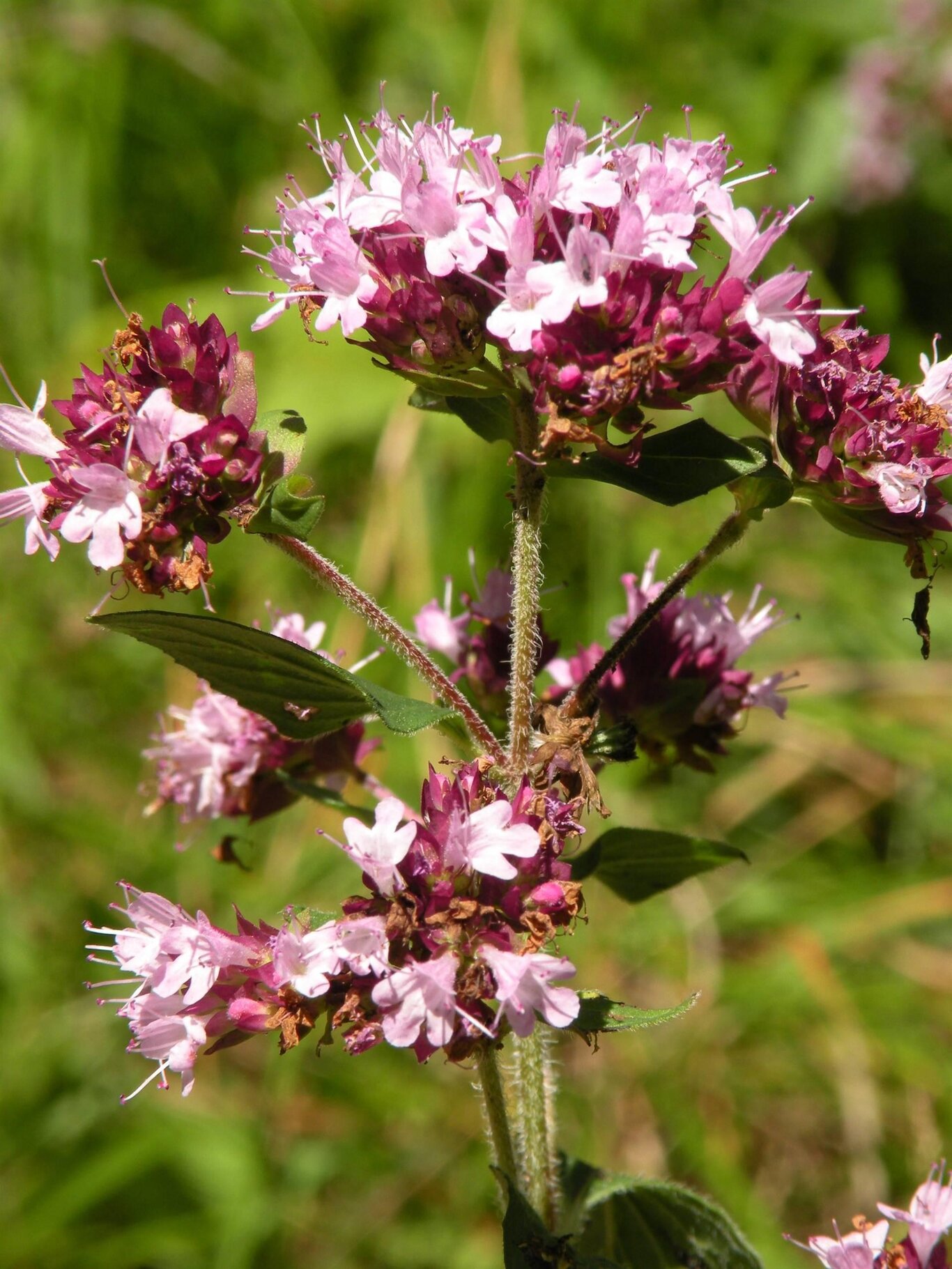 Natura, fiori ed erbe spontanee