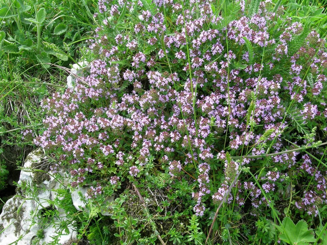Natura, fiori ed erbe spontanee