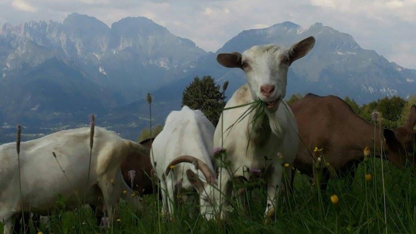 Pomeriggio con il Pastore