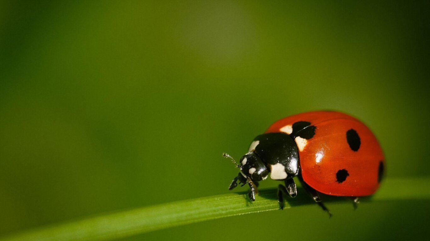 Rondini, lucciole ed altre leggende del futuro