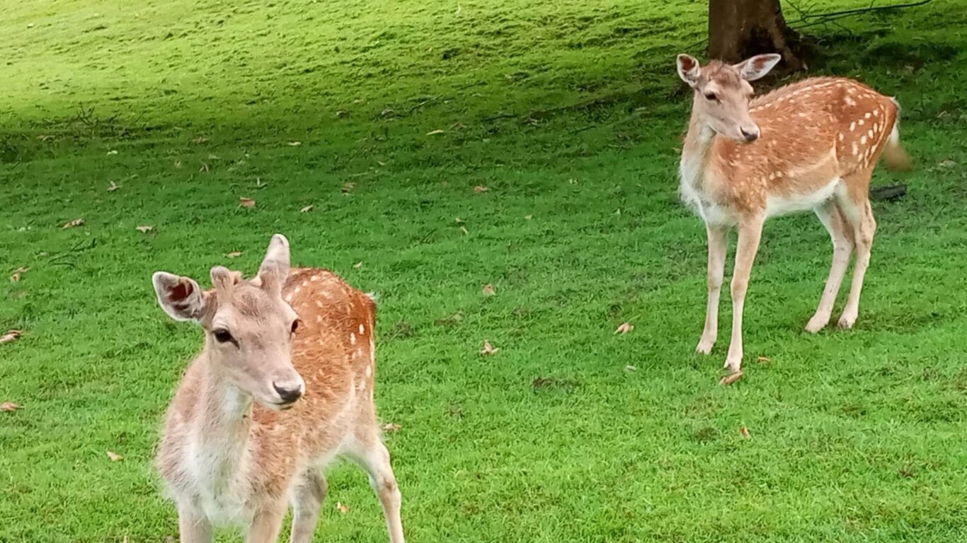 Settimana verde