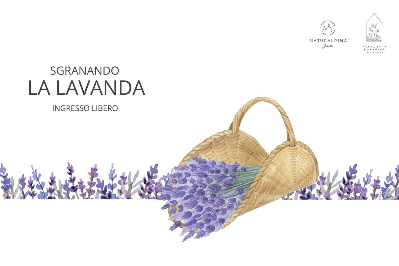 Sgranando la lavanda