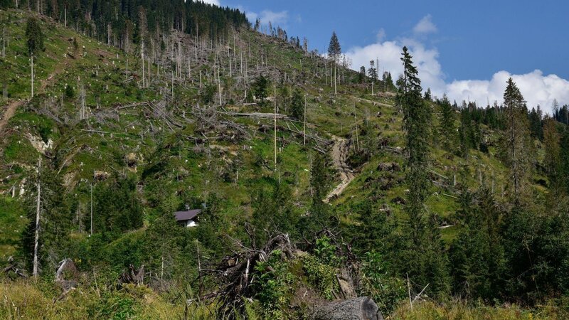 Bosco distrutto dalla tempesta Vaia