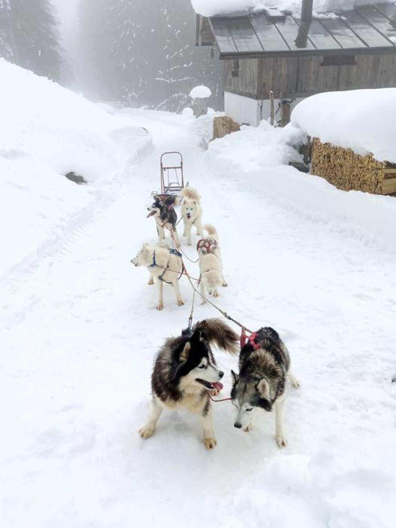 Sleddog race a Padola