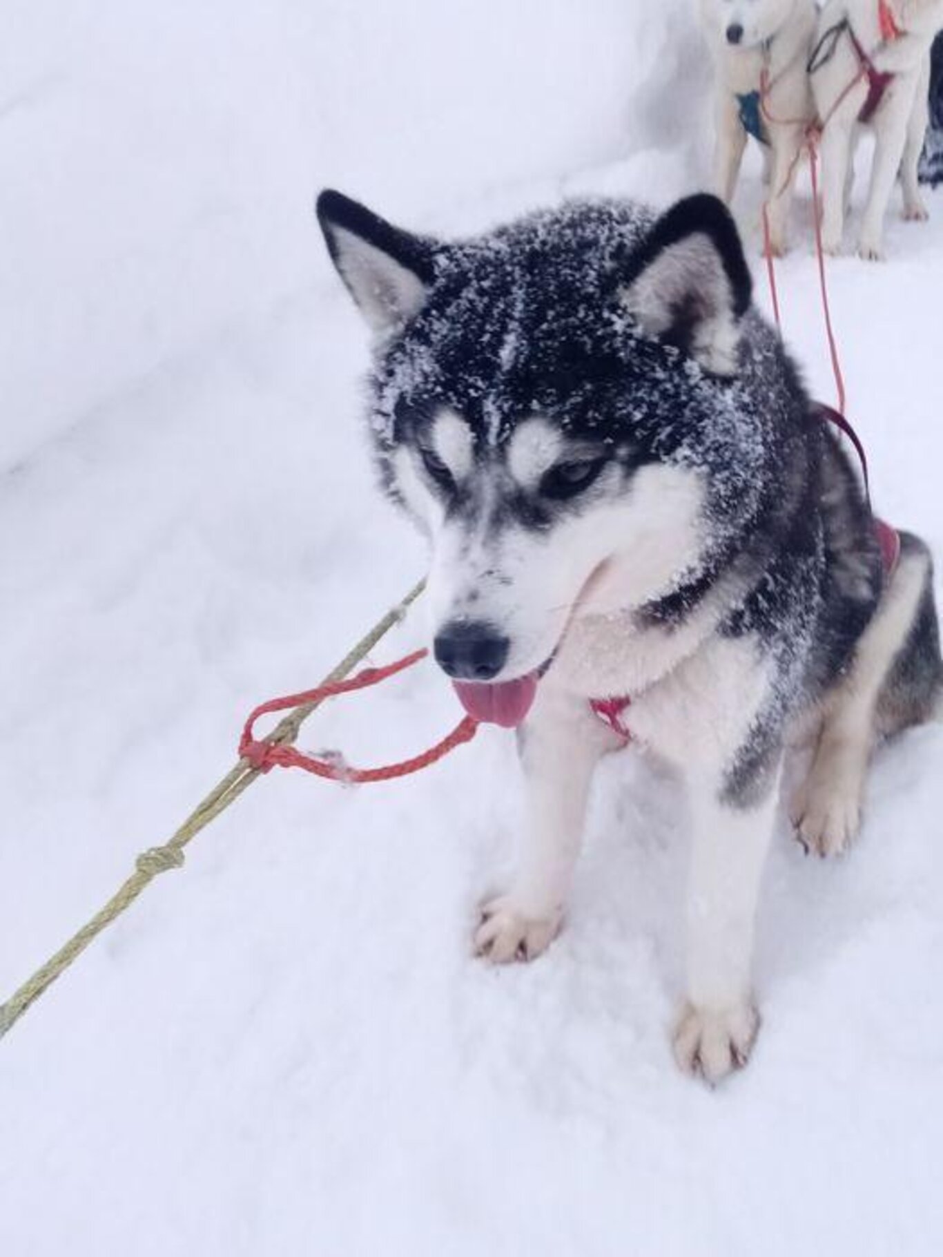 Sleddog race a Padola