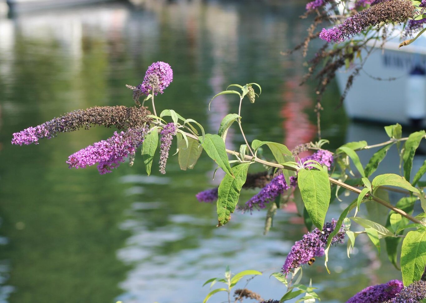 Specie aliene invasive