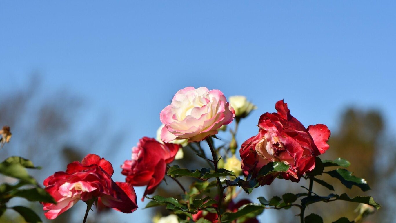 Storie di rose: parole, immagini e profumi